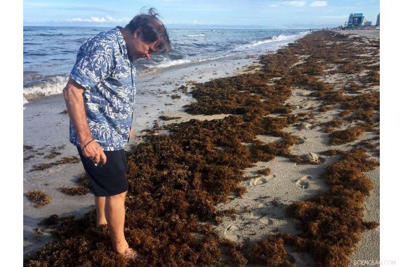 Stinky Seaweed Floods Beaches—Could This Be the New Normal?