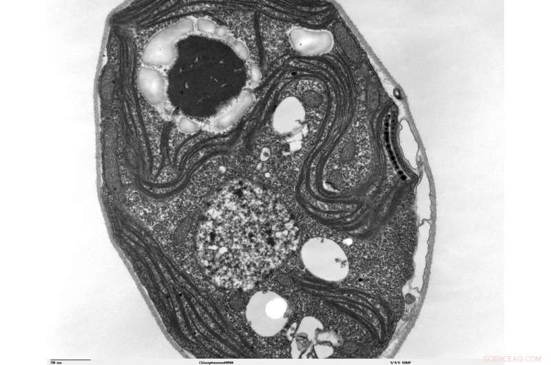 New Algal Photosynthesis Link Revealed: Potential to Increase Crop Yields