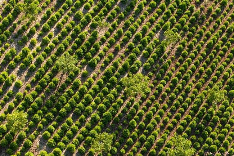 Green Growth: A Trusted Climate Solution Facing Real Challenges