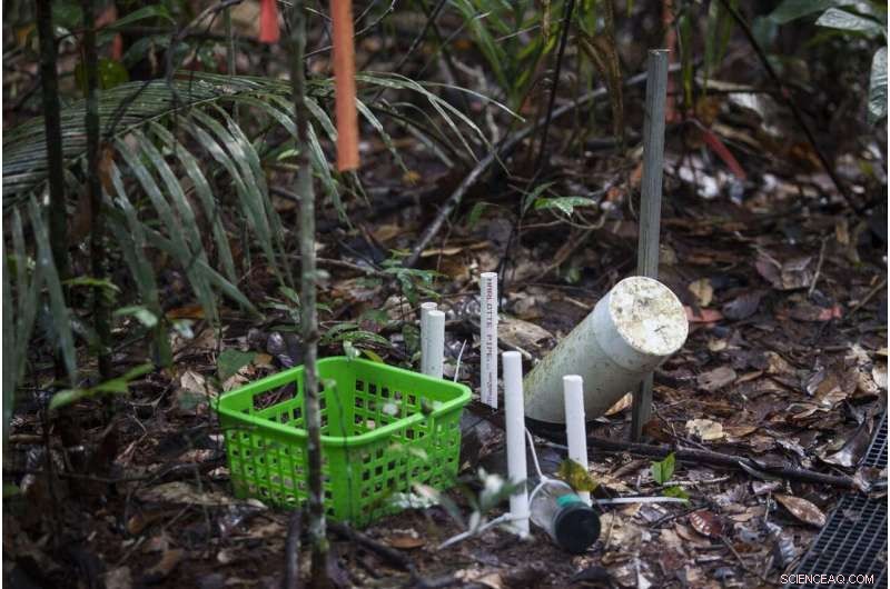 Understanding the Limits of Rainforest Growth: Implications for Climate Resilience