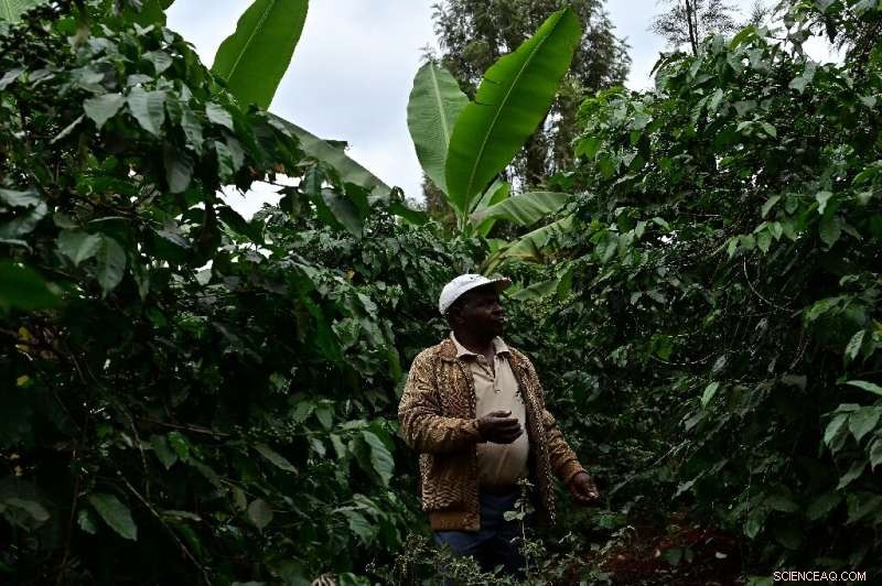 Biogas Breakthrough: How Cow Dung Fuels Kenya s Modern Agriculture