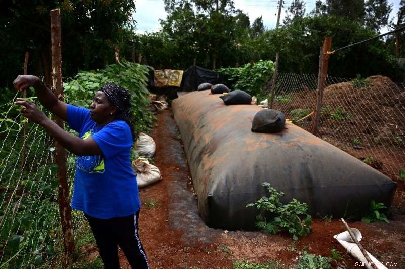 Biogas Breakthrough: How Cow Dung Fuels Kenya s Modern Agriculture