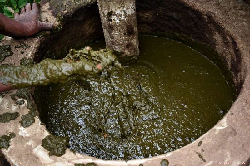 Biogas Breakthrough: How Cow Dung Fuels Kenya s Modern Agriculture