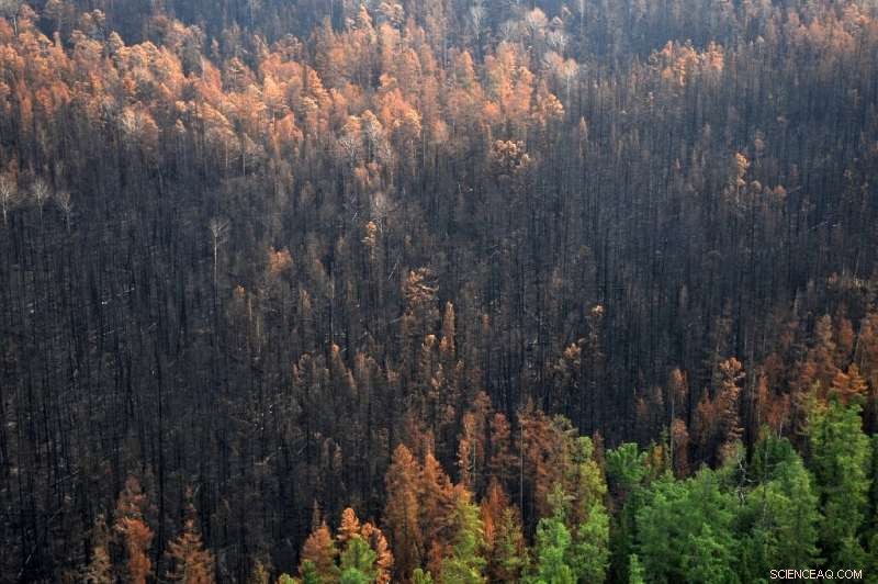 Siberia’s Forest Fires Blanketed Major Cities in Toxic Smog, Threatening Residents  Health