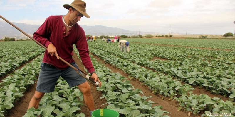 Maximize Yield: Cover Crops, Compost, and Carbon for Soil Health