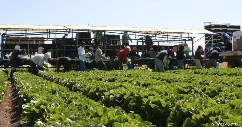 Maximize Yield: Cover Crops, Compost, and Carbon for Soil Health