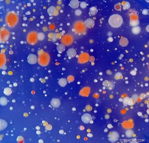 USC Study Shows Marine Microbes May Be Key to Climate Regulation