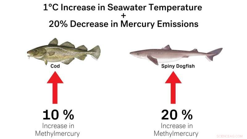 Climate Change Could Amplify Human Exposure to Harmful Methylmercury