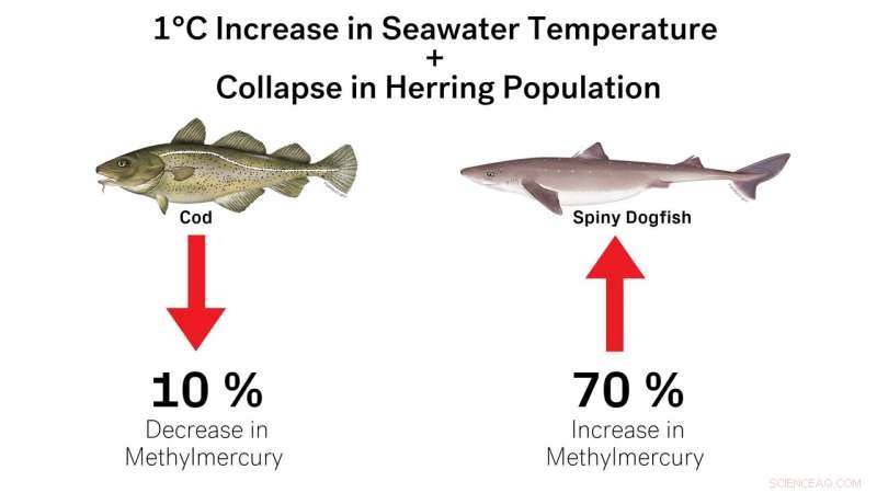 Climate Change Could Amplify Human Exposure to Harmful Methylmercury