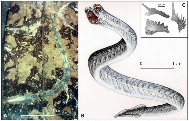 Microfossil Research Reveals Patterns of Extreme Global Warming and Environmental Change