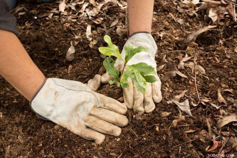 Planting Trees Cannot Replace Natural Forests: Why Wild Regeneration Matters