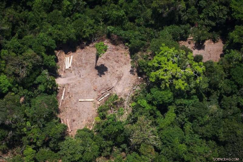 Brazilian Amazon Deforestation Rises 278% YoY: Institute Warns of Data Accuracy Issues