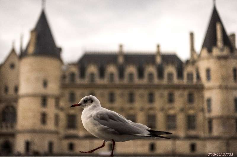 Raucous Seagulls: Paris Residents Grapple with New Noisy Neighbors