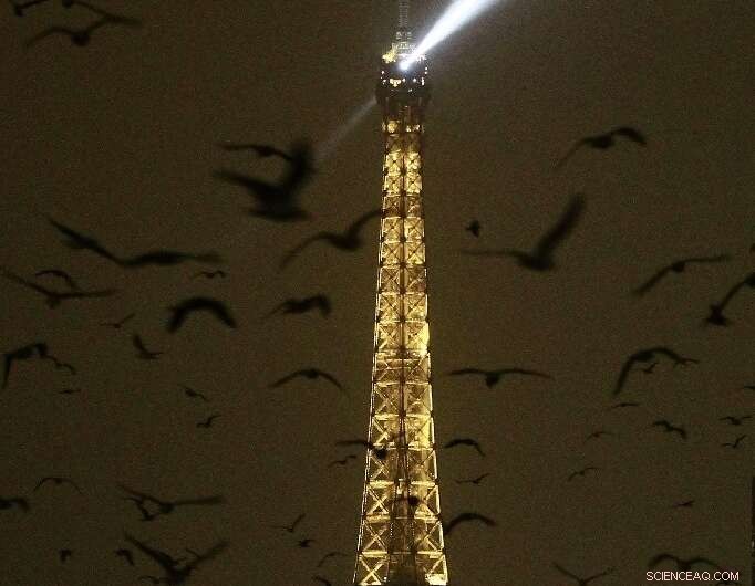 Raucous Seagulls: Paris Residents Grapple with New Noisy Neighbors