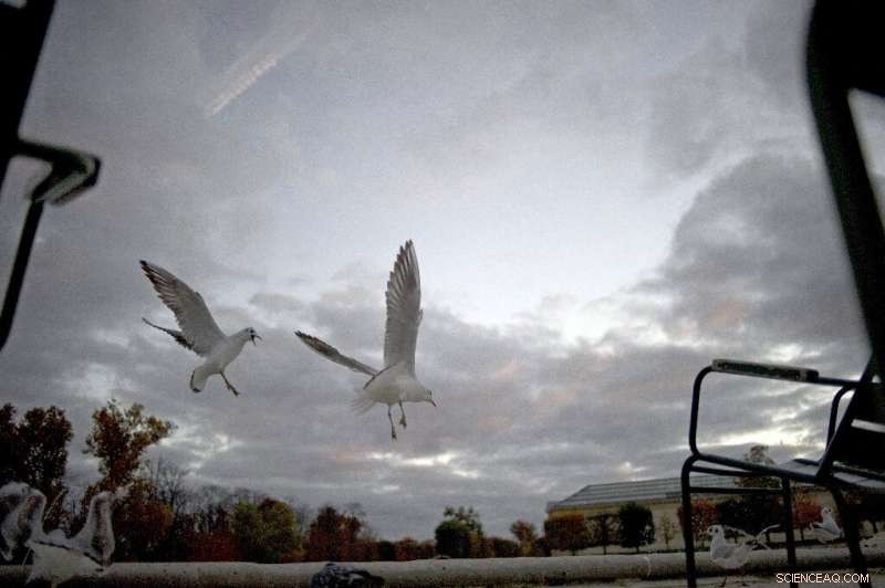 Raucous Seagulls: Paris Residents Grapple with New Noisy Neighbors