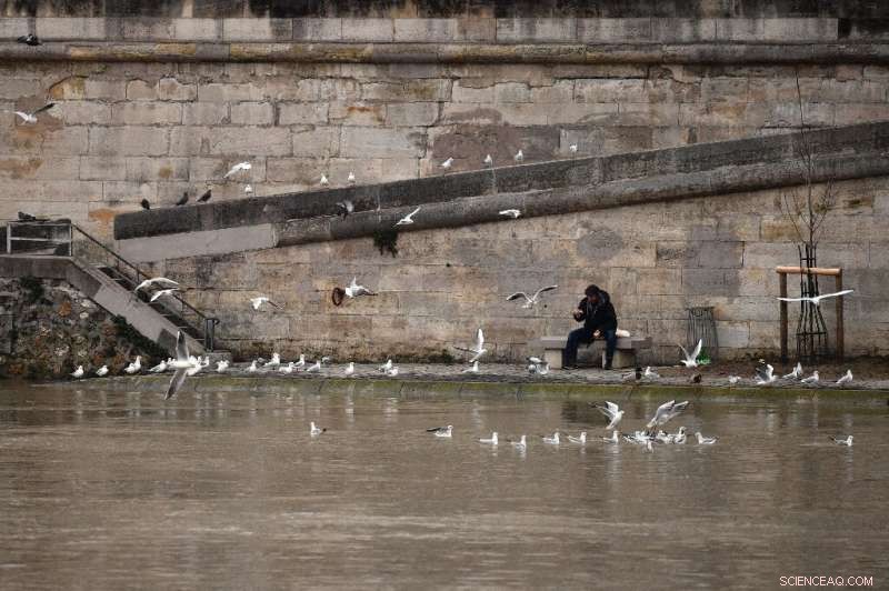 Raucous Seagulls: Paris Residents Grapple with New Noisy Neighbors