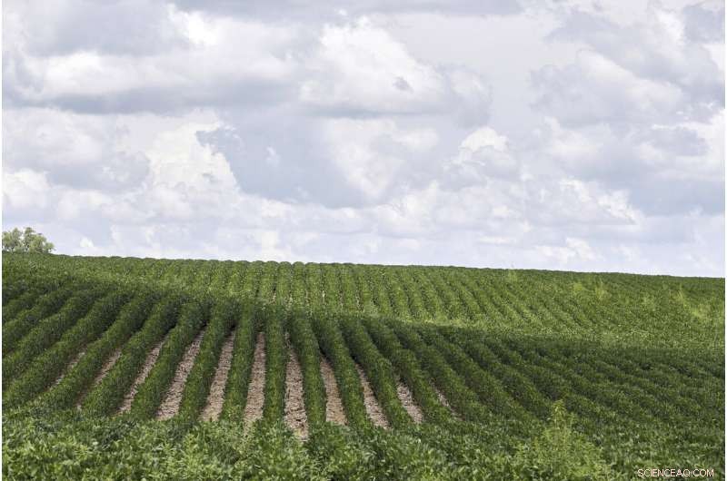 UN Climate Report Urges Land Use Reform to Prevent Global Hunger