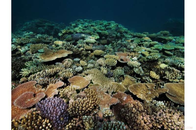 Marine Heatwaves Trigger Rapid Coral Death and Decay—Beyond Bleaching