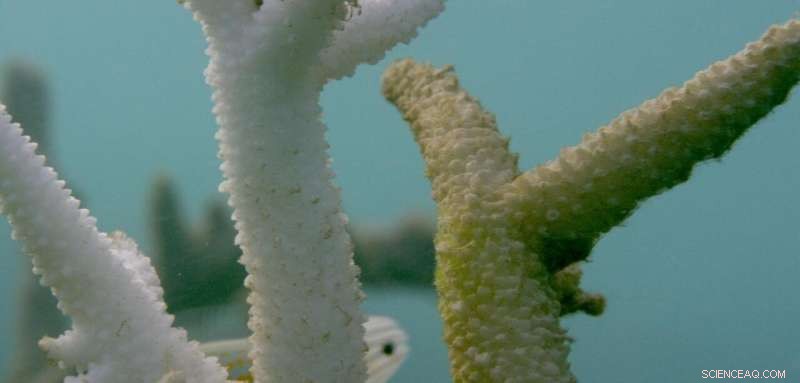 Marine Heatwaves Trigger Rapid Coral Death and Decay—Beyond Bleaching
