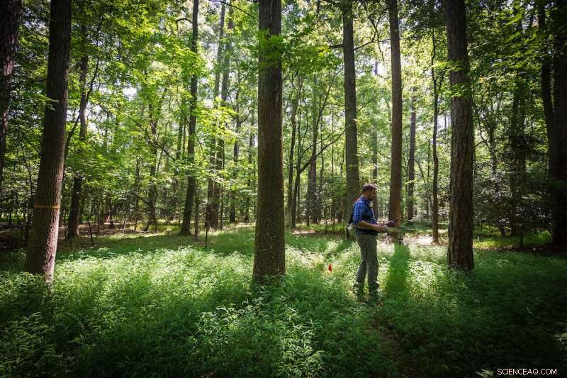 Structurally Complex Forests Sequester More Carbon Than Simplified Systems