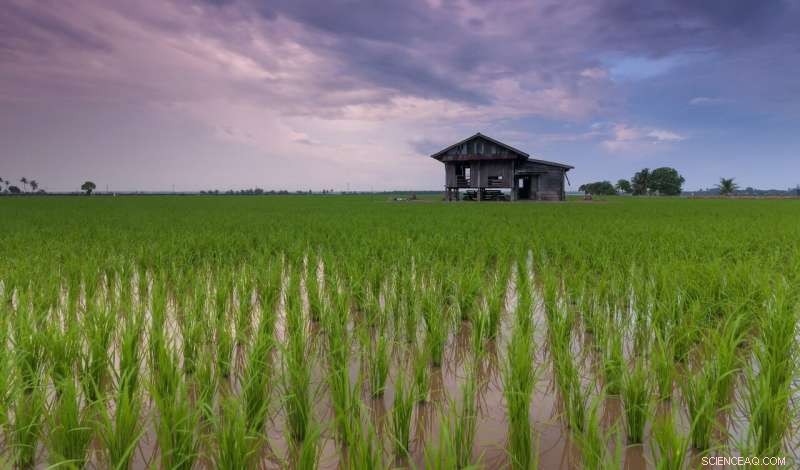 USDA Tries to Cast Doubt on Rice Nutrient Study Linking Climate Change