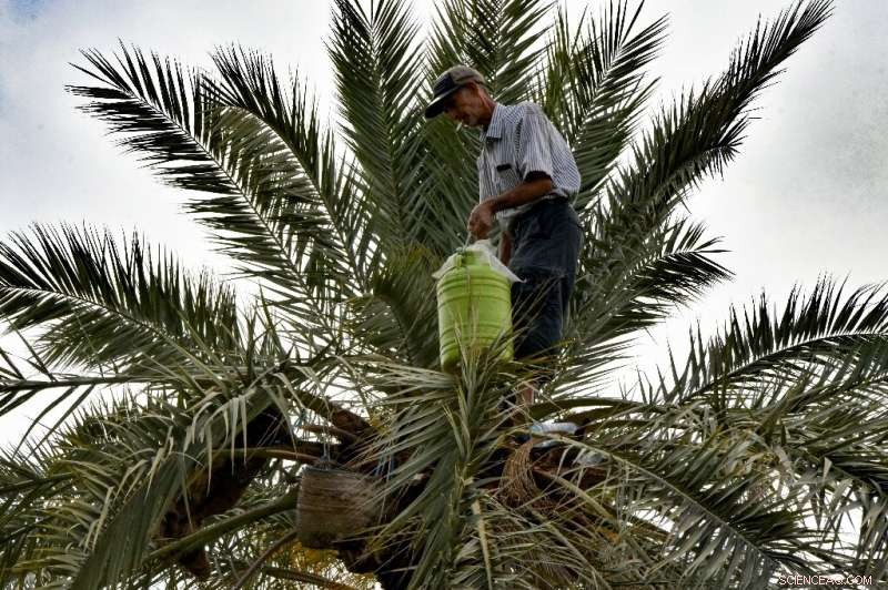 Tunisian Legmi: The Exquisite Date Palm Drink of Southern Tunisia