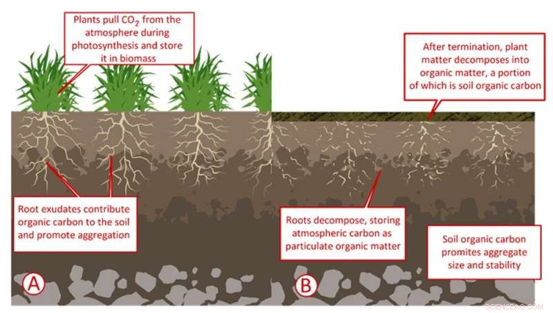 Restoring Soil: A Proven Strategy to Combat Climate Change