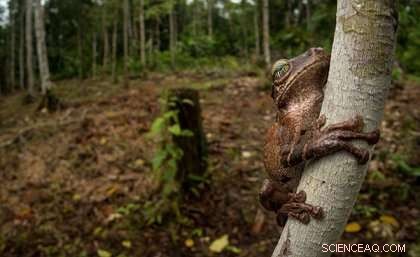 Coca, Conflict, and Deforestation: How Colombian Forests Are Being Destroyed