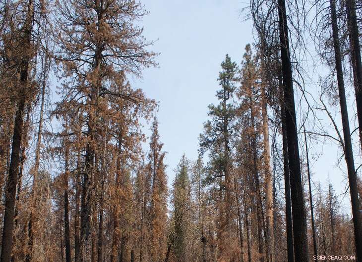 Post-Wildfire Yosemite Forests Sequester More Carbon Than a Century Ago