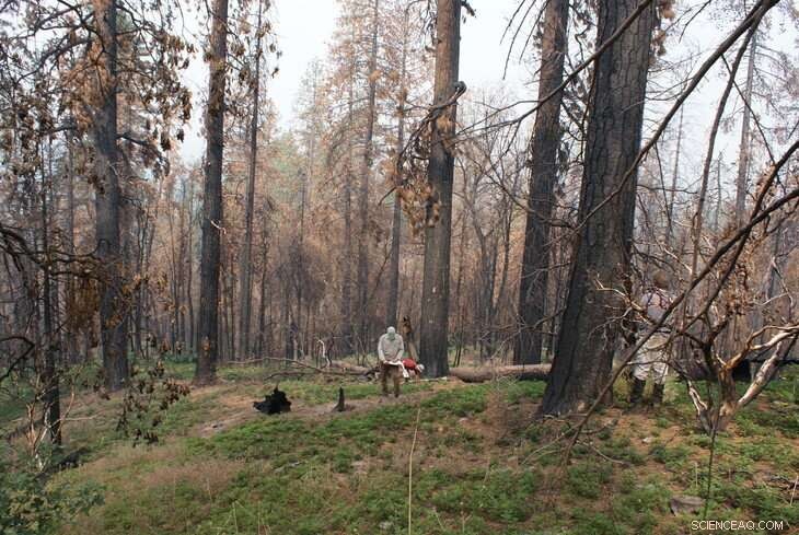 Post-Wildfire Yosemite Forests Sequester More Carbon Than a Century Ago