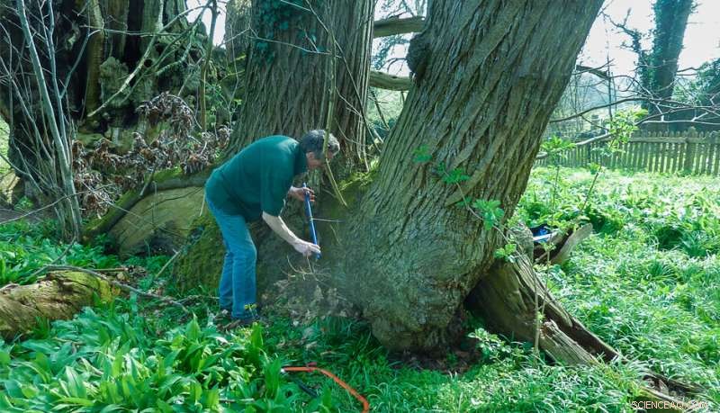 Scientists Uncover Evidence That Britain s Ancient Trees Are Younger Than Believed