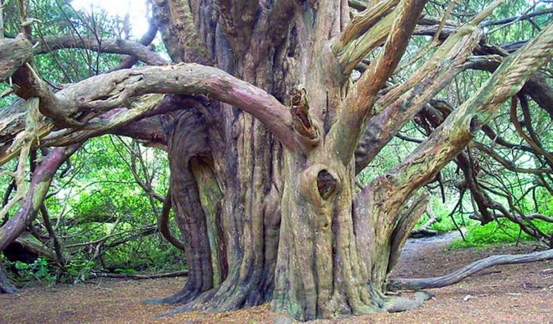 Scientists Uncover Evidence That Britain s Ancient Trees Are Younger Than Believed