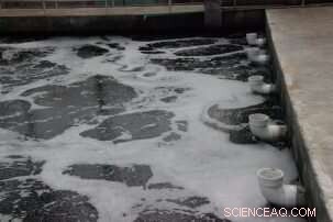 Leveraging Synthetic Biology for Environmental Sustainability