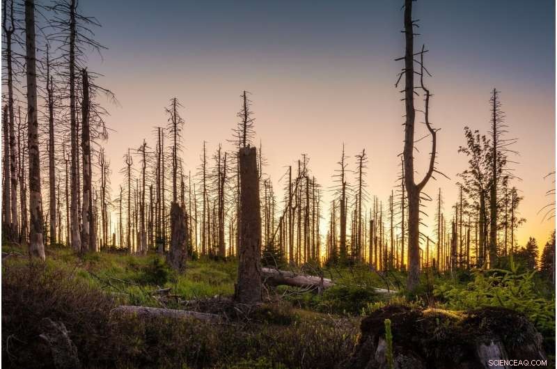 New Study Links Rising Atmospheric Vapor Deficit to Global Vegetation Decline