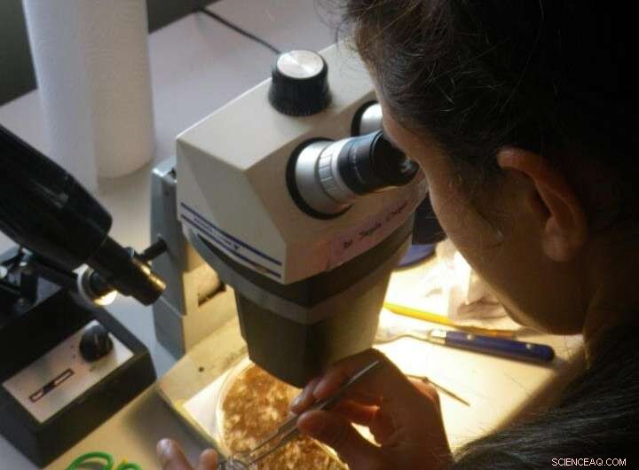 Reducing Mosquito-Borne Diseases: How Environmental Changes Make a Difference