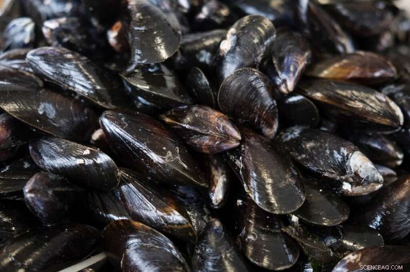 Mussels: Natural Filters Fighting Water Pollution