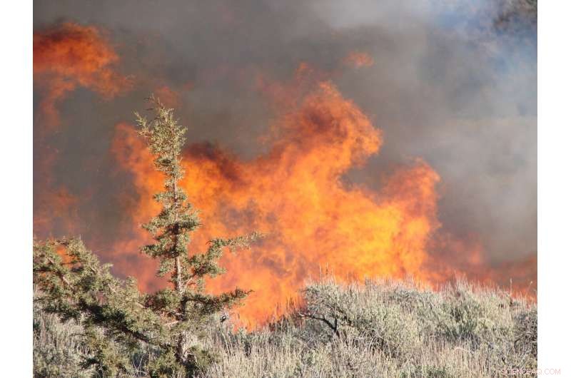 Prescribed Burning of Western Juniper Sustains Sagebrush Dominance and Protects Sage Grouse Habitat
