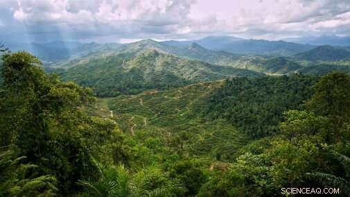 Linking Forest Corridors within Oil Palm Plantations Safeguards Endangered Species