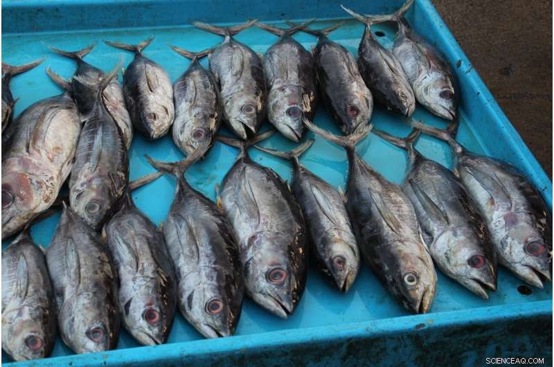 Experts Explore Ocean-Based Solutions to Global Food Security