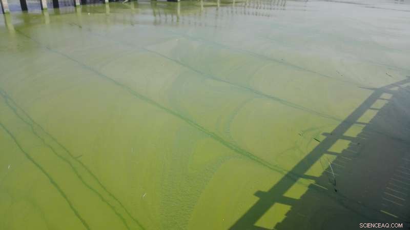 Restore Lake Health: Identify the Right Recipe First