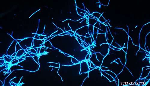 UC San Diego Pioneers Global Study on Microplastics & Microfibers