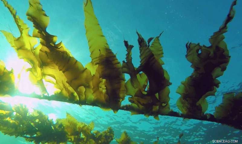 Using Magnets to Harvest Algal Molecules: A Game Changer for Beauty and Bioplastics