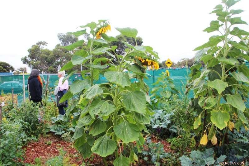 Public Housing Land Access: Key to Cleaner, Sustainable Living