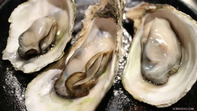 Climate Change Threatens Survival of Florida s Apalachicola and Cedar Key Oysters