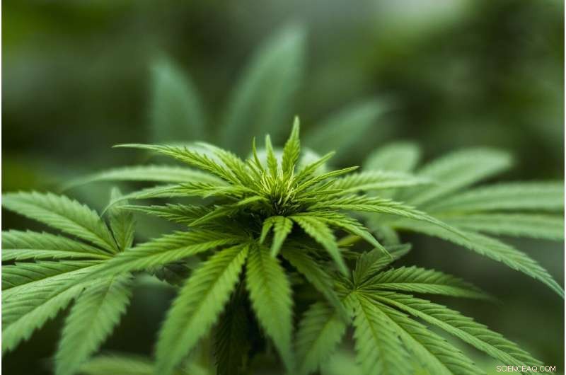 Officials Warn of Banned Pesticide Use by Mexican Drug Traffickers in California Forests