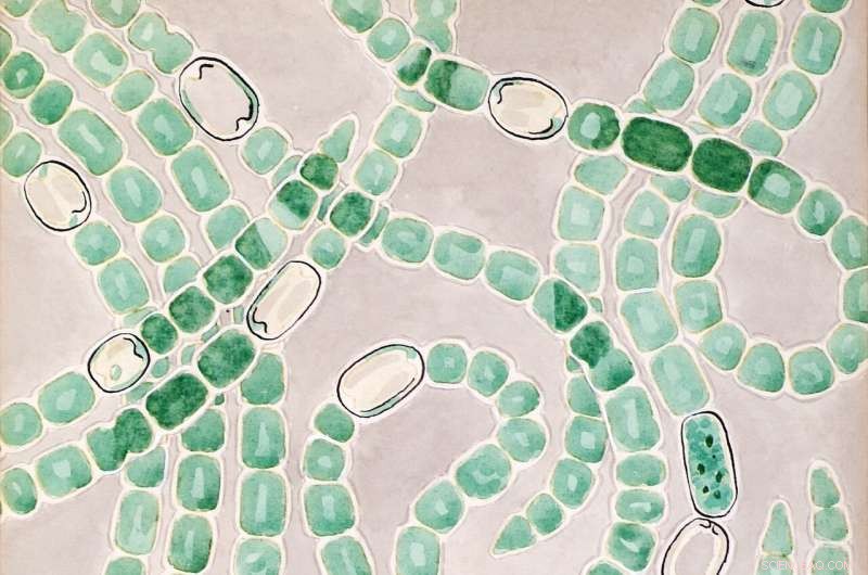 How Nitrogenase Shaped Early Life on Earth