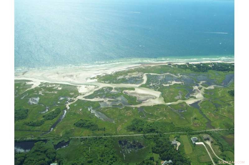 Nitrogen Pollution Threatens Salt Marshes  Carbon‑Sequestration Capacity