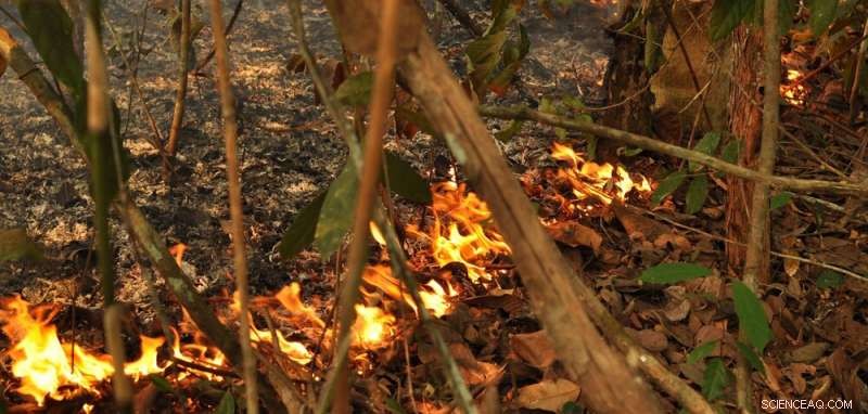 Understanding Amazon Fires: Causes, Impact, and Prevention Strategies