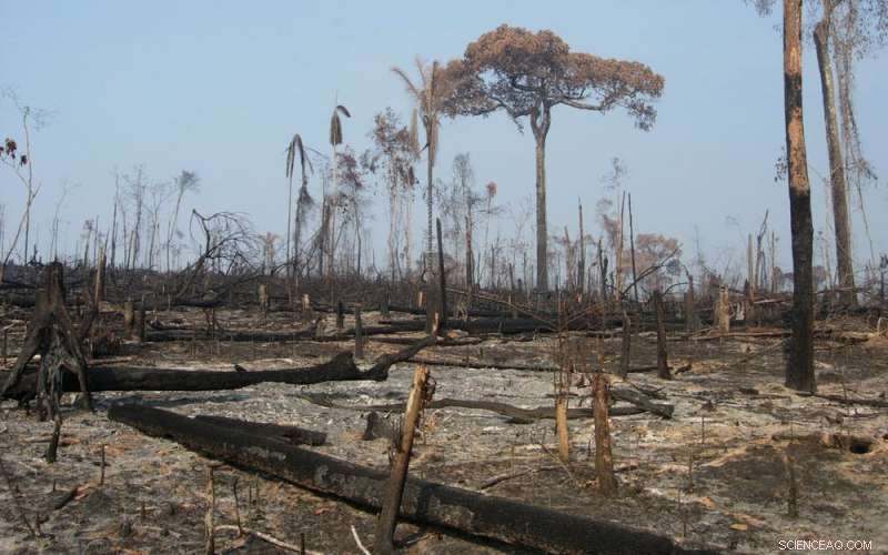 Understanding Amazon Fires: Causes, Impact, and Prevention Strategies