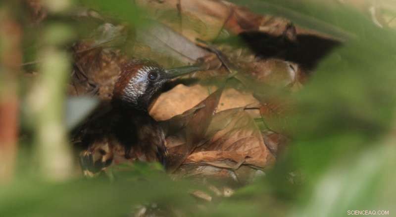 Understanding Amazon Fires: Causes, Impact, and Prevention Strategies